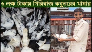 ৬ লক্ষ টাকায় গিরিবাজ কবুতরের খামার করে সফল নরসিংদীর প্রান্ত সরকার