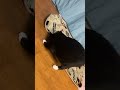 おもちゃを探すハチワレ猫🐈tuxedo catざきお【猫動画】