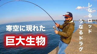 あの調味料で驚異の魚集効果！まさかの青物？シーバスロッドぶち曲がり！陸っぱりモンスター！