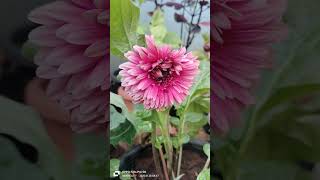 புது விருந்தாளி🏵️#flower Gerbera