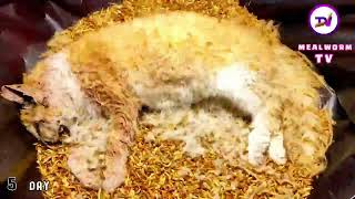 Cat vs mealworms/13000 superworms eating cat/mealworm time lapse