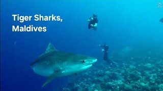 Day 4 Tiger Shark Freediving at Fuvahmulah (Maldives)