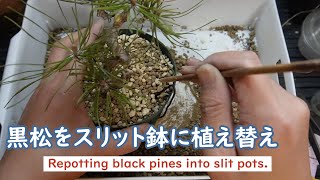 黒松をスリット鉢に植え替え2023.04.12（Repotting black pines into slit pots.）