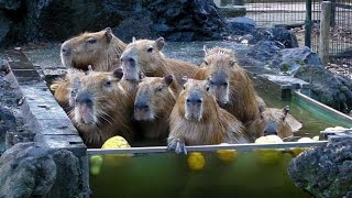 次々と温泉からあがるカピバラたち（埼玉県こども動物自然公園） Capybaras' Onsen