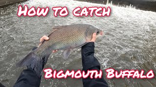 How To Catch Bigmouth Buffalo- Tips \u0026 Tricks