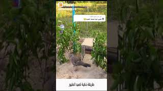 Armadilha de pegar pássaro #trap # bird