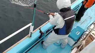 釜石豊海丸グループヒラメ五目今日も大漁