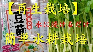 【再生栽培】簡単、豆苗（とうみょう）をカットしお料理にその後水耕栽培、二～三度収穫。Harvest the bean sprout twice to three times.