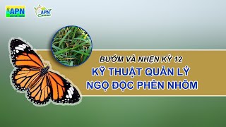 APN - BƯỚM VÀ NHỆN KỲ 12 - LƯU Ý SỬ DỤNG VÔI TRÊN RUỘNG LÚA -  GIẢI ĐỘC PHÈN NHÔM #anphatnong