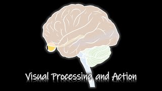 Visual Processing and Action [Perecption] [ENG/KOR]