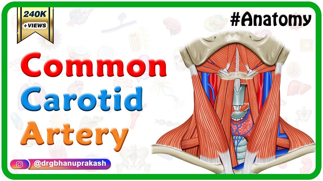 Common Carotid Artery Anatomy - Origin , Course , Relations , Branches ...