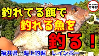 【釣り・海上釣堀】釣れる餌より、釣れてる餌！