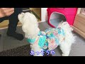 【ハンドメイド】捨てる筈だったスカートでパパが作ったリメイク犬服が可愛すぎました【マルチーズ 】