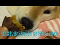 元気だプ！とおならを披露した寝たきり柴犬わん太さん 焼き芋を食べる