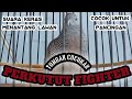 Masteran Perkutut Fighter bikin lawan emosi || Bird Turtledove || चिड़िया कछुआ कबूतर || นก นกพิราบ