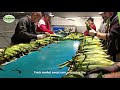 Fresh market sweet corn processing line - Sweere