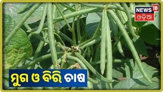 Annadata | ବୈଜ୍ଞାନିକ ପଦ୍ଧତିରେ ଖରିଫ ମୁଗ ଓ ବିରି ଚାଷ | News18 Odia | 02/10/2019