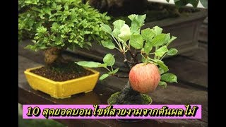 บอนไซ | 10 สุดยอดบอนไซที่สวยงามจากต้นผลไม้ | Bonsai World TV