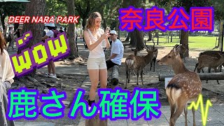 鹿さん確保💝 角切ります鹿愛護会レスキュー隊🦌外国人観光客も見守る💕 奈良公園| DEER NARA PARK