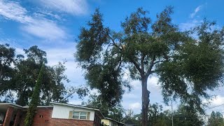 Climbing a Tree without Branches ￼