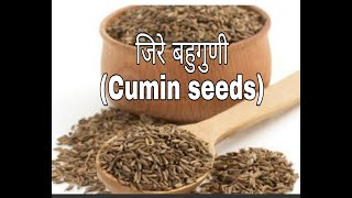 बहुगुणी जिरे !! CUMIN SEEDS !!