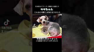 保護当日から譲渡まで　#保護犬#犬#レスキュー