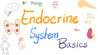 Endocrine System - An Introduction - Biology, Anatomy, and Physiology