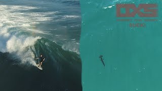 Mid Week Surfing With Hammerhead Sharks