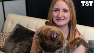 Sloth Helps Man With Surprise Proposal
