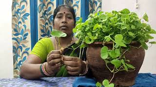 BRAHMI LEAVES LEELAVATHI IN TELUGU