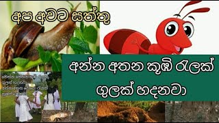 අන්න අතන කූඹී රැලක් l මෙන්න මෙතන කූඹි රැලක් - anna athana kumbi ralak kids song