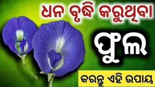 ଧନର ବର୍ଷା କରୁଥିବା ଫୁଲ କରନ୍ତୁ ଏହି ଉପାୟ //odia bayagita tips //#ajiraanuchinta