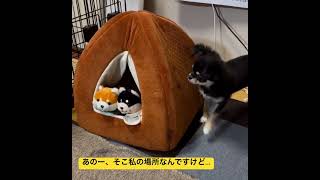 【小型犬チワワ子犬】お気に入りのテントにいる柴イーヌに出て行って欲しそうなイッヌ