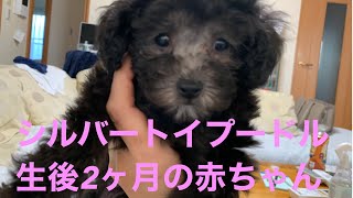 トイプードル　シルバー　仔犬を飼うことになりました