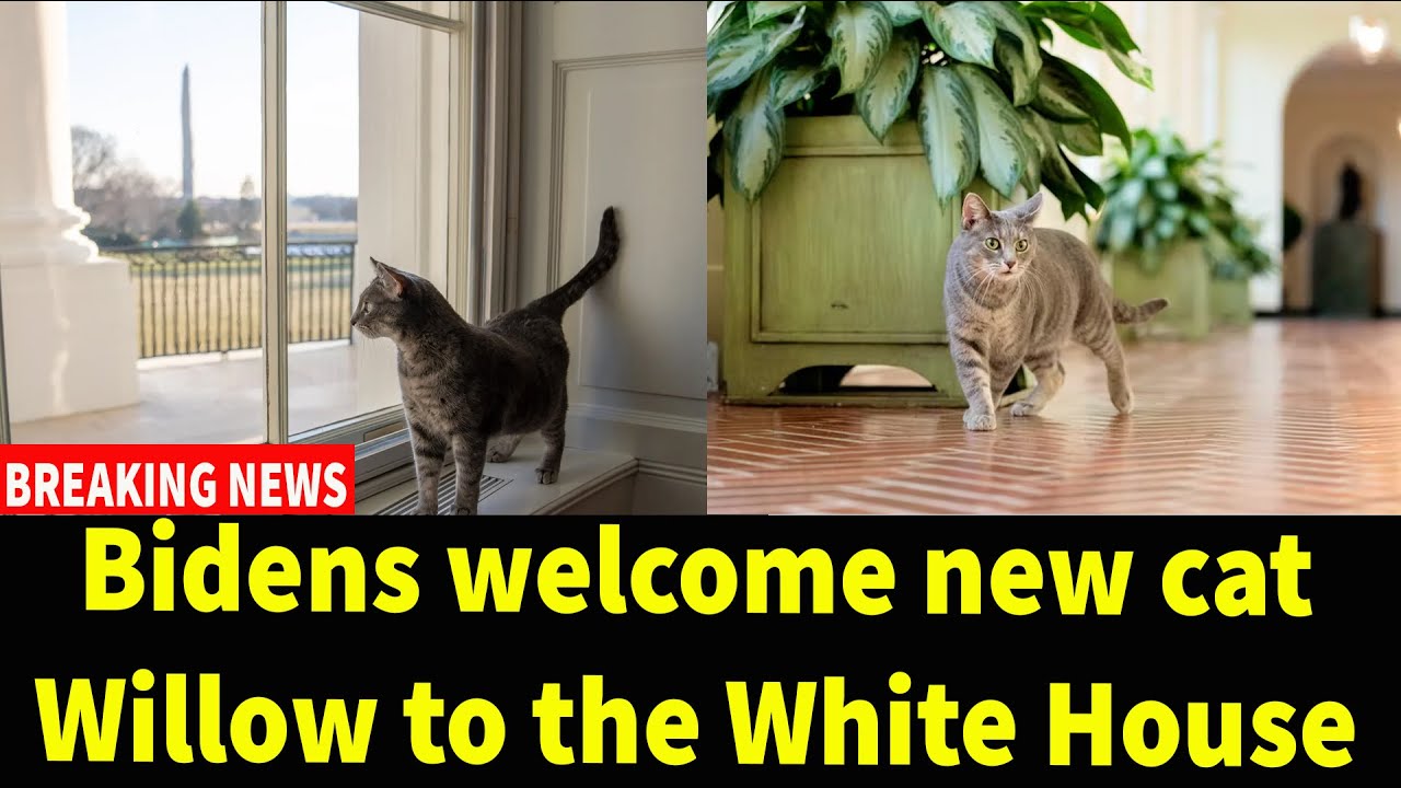 Bidens Welcome New Cat Willow To The White House - YouTube