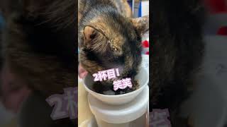 食欲の秋ですね🍂 #shortvideo #かわいい猫 #ねこ #shorts #short #食欲の秋#猫動画 #ネコ#ただいま#おかえり猫#おもしろ動画 #cat #保護猫 #cute