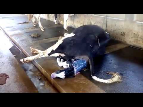 Proses Kelahiran Sapi Normal - YouTube