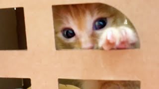 お姉ちゃん猫の匂いが付いたハウスが気に入ったと可愛く鳴く子猫♡　A cute kitten who likes the house