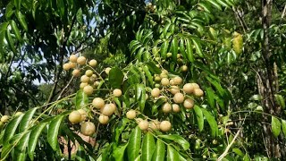 Lá mắc mật có công dụng gì? cách bảo quản mắc mật được lâu