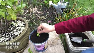 如何扦插茉莉花#How to grow Jasmine from cuttings fast and easy