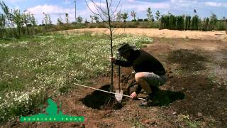 How to Plant a Fruit Tree