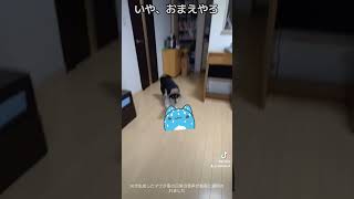 こたつ布団被って怒られる柴犬　#ショート #ペット  #犬 #おもしろ #柴犬 #犬のいる生活 #黒柴 #くろ豆