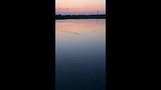 夕映えの「ウユニ田んぼ」   埼玉県川島町　#shorts