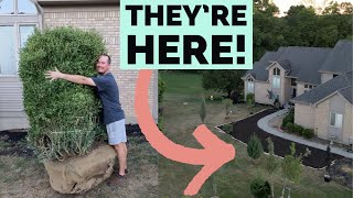 The Trees Are Here! So Many Beautiful Things! | The Southerner's Northern Garden