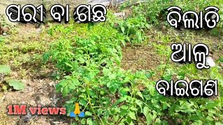 #ନୁଆ ବର୍ଷ ଫିଟି_ nua borso pisti 💪😎