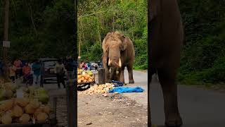 പടയപ്പ ആന മൂന്നാറിൽ ഇളനീർ തേങ്ങ ആസ്വദിക്കുന്നു