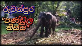 මේ මැස්සෝ එක්ක කිසි දෙයක් කරන්න. බෑ 🐘😀😘.\