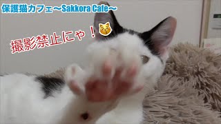 【岩手発】限界まで遊んだ後の子猫たち😆【保護猫】