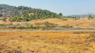 Latest agriculture land  for sale in pali 20 lakh Acre 8788035368