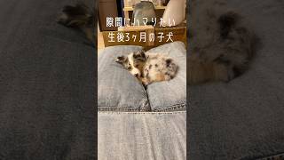 フィット感を求める子犬 #オーストラリアンシェパード #可愛い #癒し #犬のいる暮らし #子犬お迎え #子犬#大型犬#puppy#dog#australianshepherd